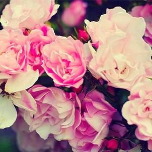 Meet your Posher, Jailene